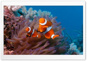 Clownfish And Sea Anemone Ultra HD Wallpaper for 4K UHD Widescreen desktop, tablet & smartphone