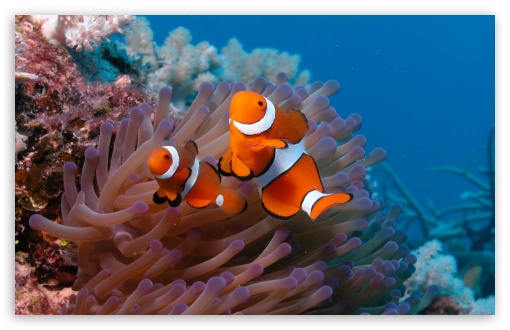 Anemone Fish Clownfish Petal Live Wallpaper - free download