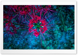 Cluster Amaryllis Ultra HD Wallpaper for 4K UHD Widescreen desktop, tablet & smartphone