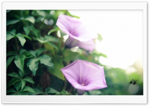 Coast Morning Glory (Ipomoea Cairica) Ultra HD Wallpaper for 4K UHD Widescreen desktop, tablet & smartphone
