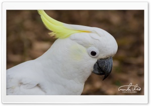 Cockatoo Parrot Bird Ultra HD Wallpaper for 4K UHD Widescreen desktop, tablet & smartphone