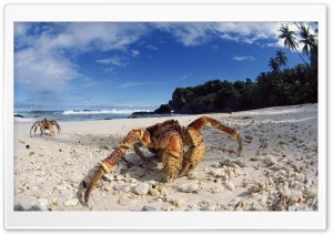 Coconut Crab On Beach Christmas Island Indian Ocean Ultra HD Wallpaper for 4K UHD Widescreen desktop, tablet & smartphone