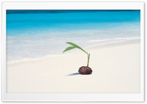 Coconut Seedling Ultra HD Wallpaper for 4K UHD Widescreen desktop, tablet & smartphone