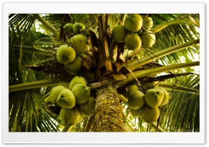 Coconut Tree Ultra HD Wallpaper for 4K UHD Widescreen desktop, tablet & smartphone