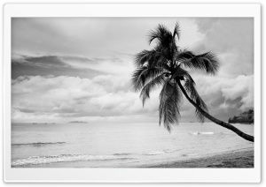 Coconut Tree Black and White Ultra HD Wallpaper for 4K UHD Widescreen desktop, tablet & smartphone