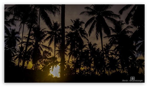 Coconut Trees  Sunset UltraHD Wallpaper for UHD 16:9 ; HD 16:9 ;