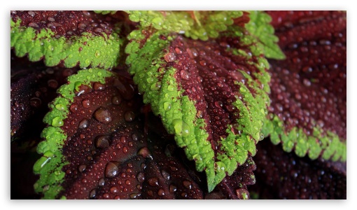 Coleus Redhead UltraHD Wallpaper for 8K UHD TV 16:9 Ultra High Definition 2160p 1440p 1080p 900p 720p ;