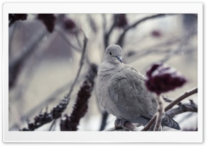 Collared Dove Ultra HD Wallpaper for 4K UHD Widescreen desktop, tablet & smartphone