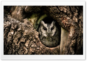 Collared Scops Owl, Nest, Tree Hole Ultra HD Wallpaper for 4K UHD Widescreen desktop, tablet & smartphone
