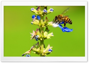 Collecting Nectar Ultra HD Wallpaper for 4K UHD Widescreen desktop, tablet & smartphone