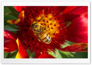 Collecting Pollen Ultra HD Wallpaper for 4K UHD Widescreen desktop, tablet & smartphone