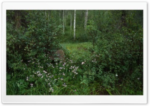 Colorado, Aspen, Green Nature Ultra HD Wallpaper for 4K UHD Widescreen desktop, tablet & smartphone