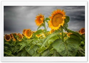 Colorado Sunflowers Ultra HD Wallpaper for 4K UHD Widescreen desktop, tablet & smartphone