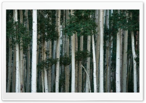 Colorado, Tall Aspen Trees Ultra HD Wallpaper for 4K UHD Widescreen desktop, tablet & smartphone
