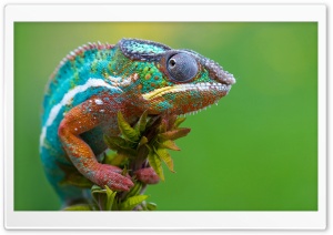 Colored Chameleon Ultra HD Wallpaper for 4K UHD Widescreen desktop, tablet & smartphone