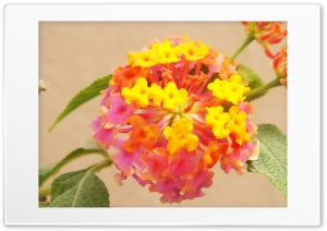 Colored Flower Ultra HD Wallpaper for 4K UHD Widescreen desktop, tablet & smartphone