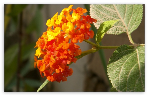 Colored Flower UltraHD Wallpaper for Widescreen 16:10 ; Fullscreen 4:3 ;