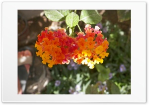 colored flower 4K UHD Wallpaper for Widescreen and UltraWide Desktop, UltraHD TV, Smartphone, Tablet