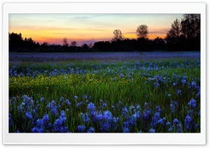 Colored Flower Field Ultra HD Wallpaper for 4K UHD Widescreen desktop, tablet & smartphone
