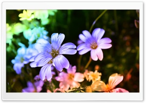 Colored Flowers Ultra HD Wallpaper for 4K UHD Widescreen desktop, tablet & smartphone