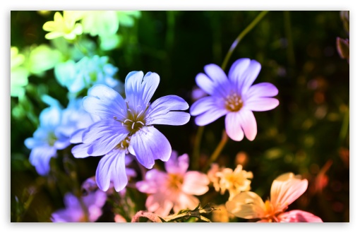 Colored Flowers UltraHD Wallpaper for Wide 16:10 5:3 Widescreen WHXGA WQXGA WUXGA WXGA WGA ; 8K UHD TV 16:9 Ultra High Definition 2160p 1440p 1080p 900p 720p ; UHD 16:9 2160p 1440p 1080p 900p 720p ; Standard 4:3 5:4 3:2 Fullscreen UXGA XGA SVGA QSXGA SXGA DVGA HVGA HQVGA ( Apple PowerBook G4 iPhone 4 3G 3GS iPod Touch ) ; Tablet 1:1 ; iPad 1/2/Mini ; Mobile 4:3 5:3 3:2 16:9 5:4 - UXGA XGA SVGA WGA DVGA HVGA HQVGA ( Apple PowerBook G4 iPhone 4 3G 3GS iPod Touch ) 2160p 1440p 1080p 900p 720p QSXGA SXGA ; Dual 4:3 5:4 UXGA XGA SVGA QSXGA SXGA ;