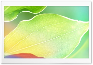 Colored Leaves 4 Ultra HD Wallpaper for 4K UHD Widescreen desktop, tablet & smartphone
