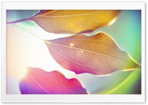 Colored Leaves 9 Ultra HD Wallpaper for 4K UHD Widescreen desktop, tablet & smartphone
