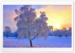 Colored Winter Sunset Ultra HD Wallpaper for 4K UHD Widescreen desktop, tablet & smartphone