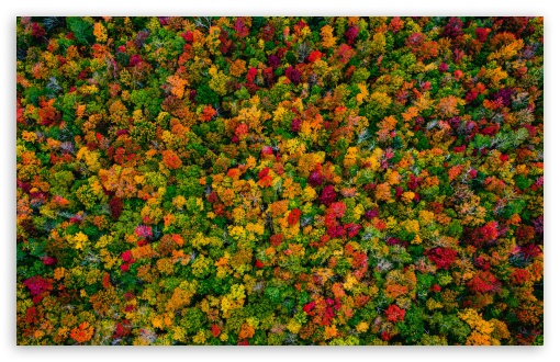 Colorful Autumn Forest UltraHD Wallpaper for UHD 16:9 ; HD 16:9 ; UltraWide 21:9 24:10 32:9 32:10 ; Widescreen 16:10 5:3 ; Fullscreen 4:3 5:4 3:2 ; Tablet 1:1 ; Mobile 9:16 9:19.5 9:20 9:21 9:22 10:16 2:3 3:5 3:4 ; Dual 16:10 5:3 16:9 4:3 5:4 3:2 ;