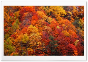 Colorful Autumn Forest Trees 4K UHD Wallpaper for Widescreen and UltraWide Desktop, UltraHD TV, Smartphone, Tablet