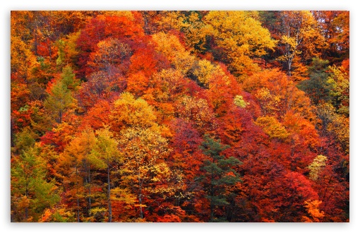 Colorful Autumn Forest Trees UltraHD Wallpaper for UHD 16:9 ; HD 16:9 ; UltraWide 21:9 24:10 32:9 32:10 ; Widescreen 16:10 5:3 ; Fullscreen 4:3 5:4 3:2 ; Tablet 1:1 ; Mobile 9:16 9:19.5 9:20 9:21 9:22 10:16 2:3 3:5 3:4 ; Dual 16:10 5:3 16:9 4:3 5:4 3:2 ;