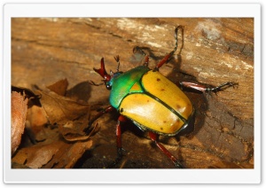 Colorful Beetle Ultra HD Wallpaper for 4K UHD Widescreen desktop, tablet & smartphone