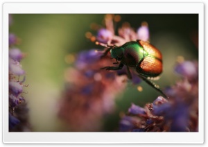 Colorful Beetle Insect Ultra HD Wallpaper for 4K UHD Widescreen desktop, tablet & smartphone