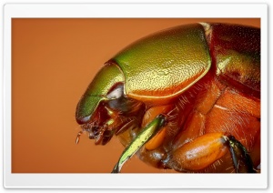 Colorful Beetle Insect Macro Ultra HD Wallpaper for 4K UHD Widescreen desktop, tablet & smartphone