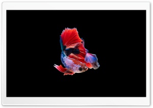 Colorful Betta Fish Ultra HD Wallpaper for 4K UHD Widescreen desktop, tablet & smartphone