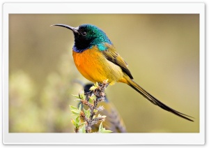 Colorful Bird Ultra HD Wallpaper for 4K UHD Widescreen desktop, tablet & smartphone