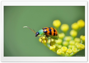Colorful Bug Ultra HD Wallpaper for 4K UHD Widescreen desktop, tablet & smartphone
