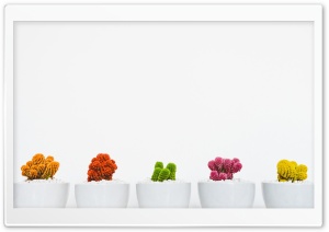 Colorful Cactuses Aesthetic Ultra HD Wallpaper for 4K UHD Widescreen desktop, tablet & smartphone