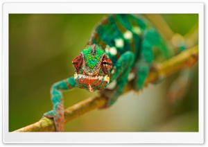 Colorful Chameleon Macro Ultra HD Wallpaper for 4K UHD Widescreen desktop, tablet & smartphone