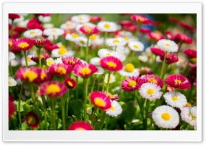 Colorful Daisies Flowers Ultra HD Wallpaper for 4K UHD Widescreen desktop, tablet & smartphone