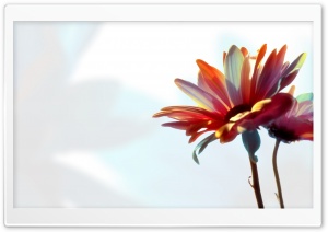 Colorful Daisy Ultra HD Wallpaper for 4K UHD Widescreen desktop, tablet & smartphone