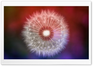 Colorful Dandelion Seeds Macro Ultra HD Wallpaper for 4K UHD Widescreen desktop, tablet & smartphone