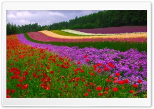 Colorful Dreams Ultra HD Wallpaper for 4K UHD Widescreen desktop, tablet & smartphone
