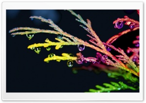 Colorful Drops Ultra HD Wallpaper for 4K UHD Widescreen desktop, tablet & smartphone