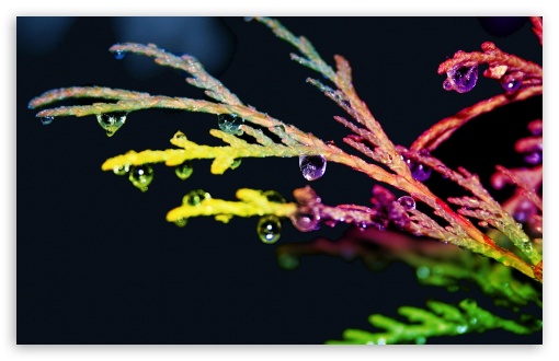 Colorful Drops UltraHD Wallpaper for Wide 16:10 5:3 Widescreen WHXGA WQXGA WUXGA WXGA WGA ; 8K UHD TV 16:9 Ultra High Definition 2160p 1440p 1080p 900p 720p ; Standard 4:3 5:4 3:2 Fullscreen UXGA XGA SVGA QSXGA SXGA DVGA HVGA HQVGA ( Apple PowerBook G4 iPhone 4 3G 3GS iPod Touch ) ; iPad 1/2/Mini ; Mobile 4:3 5:3 3:2 16:9 5:4 - UXGA XGA SVGA WGA DVGA HVGA HQVGA ( Apple PowerBook G4 iPhone 4 3G 3GS iPod Touch ) 2160p 1440p 1080p 900p 720p QSXGA SXGA ; Dual 16:10 5:3 16:9 4:3 5:4 WHXGA WQXGA WUXGA WXGA WGA 2160p 1440p 1080p 900p 720p UXGA XGA SVGA QSXGA SXGA ;