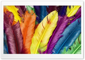 Colorful Feathers Ultra HD Wallpaper for 4K UHD Widescreen desktop, tablet & smartphone