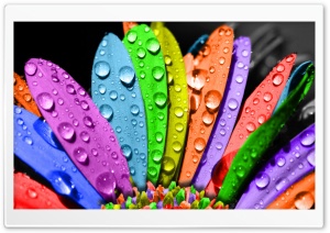 Colorful Flower Ultra HD Wallpaper for 4K UHD Widescreen desktop, tablet & smartphone