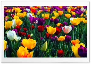 Colorful Flowers Ultra HD Wallpaper for 4K UHD Widescreen desktop, tablet & smartphone
