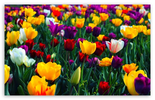Download 8K 7680x4320 Ultra HD Resolution Desktop Flower Wallpaper