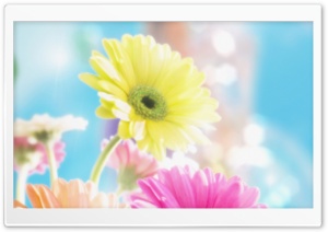 Colorful Flowers 2 Ultra HD Wallpaper for 4K UHD Widescreen desktop, tablet & smartphone